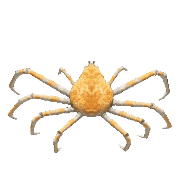 crabspin