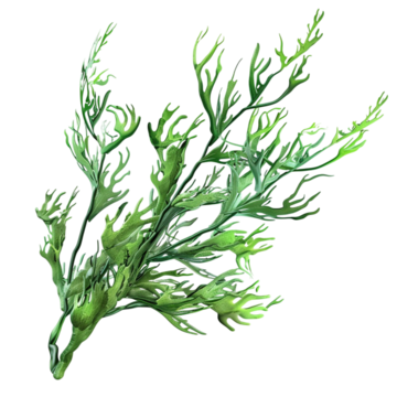 kelp